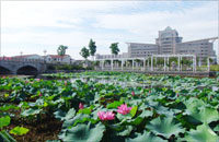 横塘碧荷